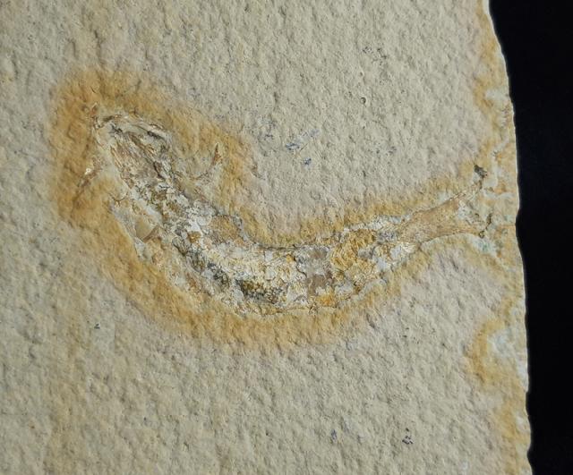 Leptolepides sprattiformis (BLAINVILLE 1818) - Bild &copy; FossNet FossilienStore